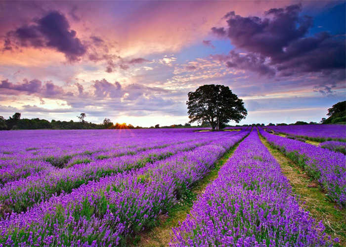 Đà Lạt Tháng 6 - Ngắm Hoa Lavender