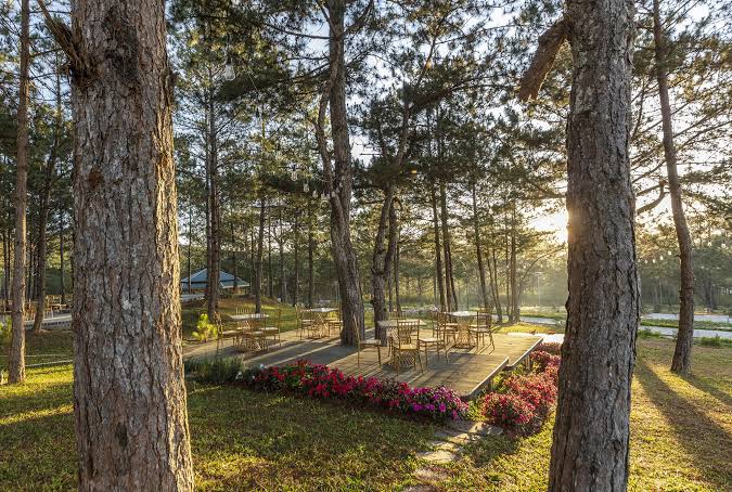 khuôn viên rừng lá kim resort
